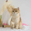 Golden British Shorthair ny12