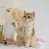 Golden British Shorthair ny12