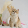 Golden British Shorthair ny12