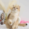 Golden British Shorthair ny12
