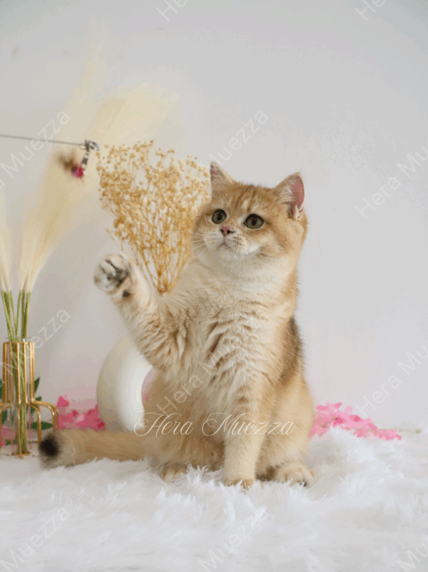 Golden British Shorthair ny12