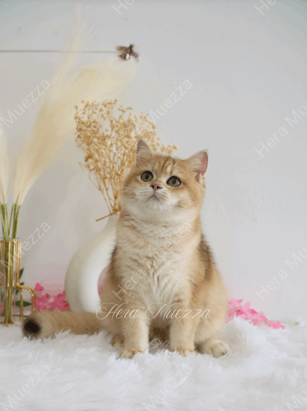 Golden British Shorthair ny12
